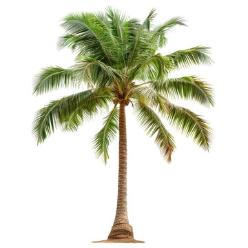 Green beautiful palm tree isolated on transparent background 