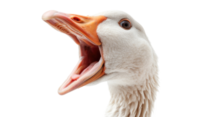 Portrait of white screaming goose isolated on transparent