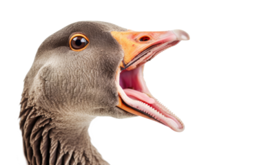 Portrait of screaming goose isolated on transparent