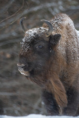 Portrait of an european bison (Bison bonasus) facing winter conditions in the Carpathian Mountains, Romania. Zimbri in Muntii Fagaras. Fagaras Mountains wildlife. Romania wildlife.