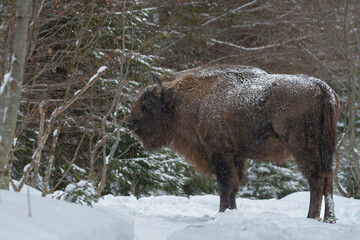 An european bison (Bison bonasus) facing winter conditions in the Carpathian Mountains, Romania. Zimbri in Muntii Fagaras. Fagaras Mountains wildlife. Romania wildlife.
