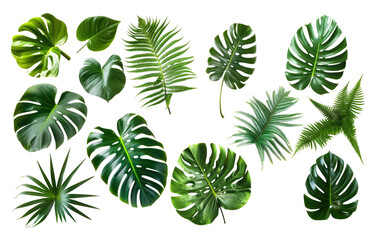 Set of Tropical leaves isolated on transparent background. Beautiful tropical exotic foliage