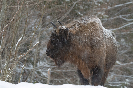 An european bison (Bison bonasus) facing winter conditions in the Carpathian Mountains, Romania. Zimbri in Muntii Fagaras. Fagaras Mountains wildlife. Romania wildlife.
