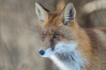 A portrait photo of a red fox. Sharp photo of a red fox in its natural environment. Vulpes vulpes portrait. A fox portrait on blurred background.