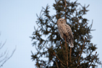 A close-up  picture of an ural owl (Strix uralensis) sitting on a tree branch. Romania ornithology species. Owls of Romania.