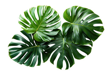 Fototapeta na wymiar Monstera plant leaves, the tropical evergreen isolated on transparent background