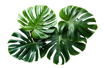Foto op Canvas Monstera plant leaves, the tropical evergreen isolated on transparent background © YauheniyaA