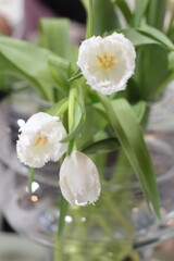 Obraz na płótnie Canvas White tulips bouquet in vase in room stock photo. Spring time