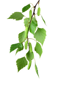 young branch of birch with buds and leaves , isolated on transparent, png. Spring season. May.