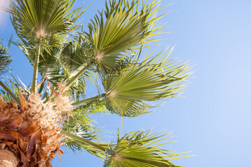 From below palm tree with green branches against cloudless blue sky