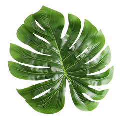 Fototapeta na wymiar Monstera plant leaf, the tropical evergreen vine isolated on transparent background