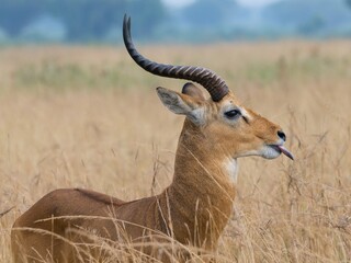 antelope in the savannah