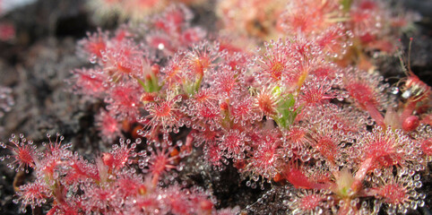 Zbliżenie na niewielki rośliny z gatunku drosera © Kumulugma