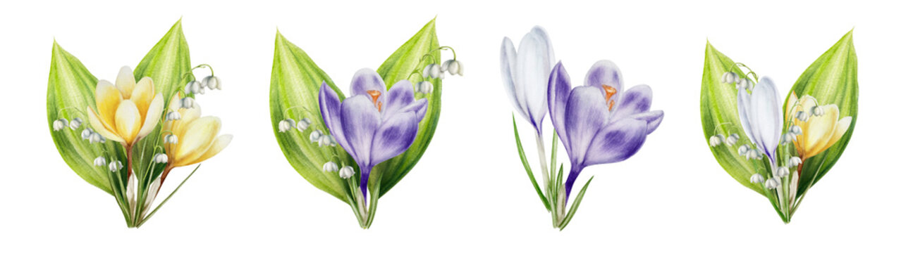 Watercolor set of bouquets of yellow, white and purple blooming crocuses and lily of the valley flowers isolated on white background. Spring festival and easter botanical hand painted saffron illu