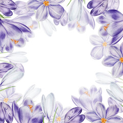 Watercolor frame with white and purple blooming crocus flower isolated on white background. Spring and easter botanical hand painted template saffron illustration. For designers, wedding, decorati