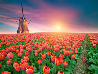 Landscape with tulips, traditional dutch windmills and houses near the canal in Zaanse Schans,...