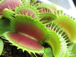 Pułapka łowna Dionaea muscipula