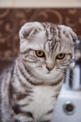 portrait of a Scottish fold cat of brindle coloring