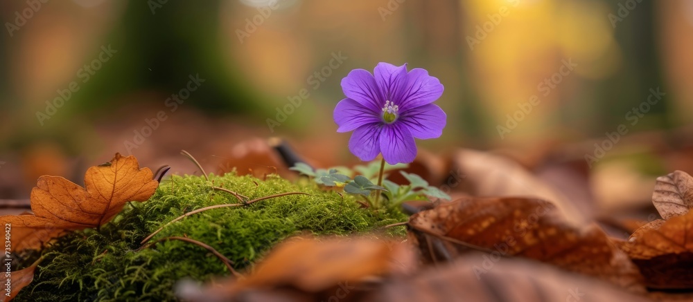 Wall mural vibrant purple flower resting on lush green moss covered forest floor in the morning light