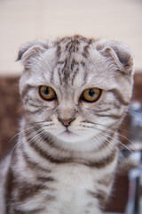 portrait of a Scottish fold cat of brindle coloring