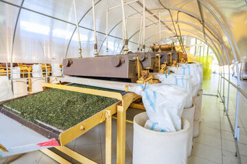 Workshop with special equipment for rolling and drying tea leaves.