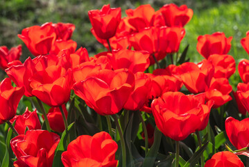 bright red tulip flowers in the grass