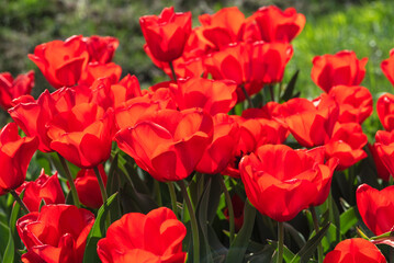 Naklejka premium bright red tulip flowers in the grass