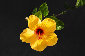 single bright yellow hibiscus flower on dark background
