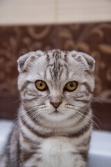 portrait of a Scottish fold cat of brindle coloring