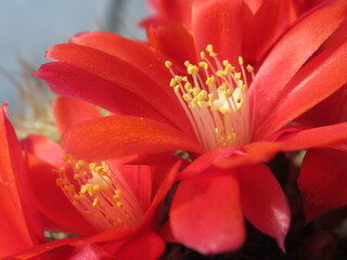 Zbliżenie na czerwony kwiat kaktusa - obrazy, fototapety, plakaty
