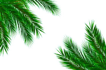 Palm leaves leaf frame design on white background