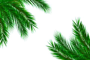 Fotobehang Palm leaves leaf frame design on white background © fatima
