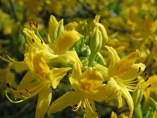 Zbliżenie na kwiaty żółtej azalii