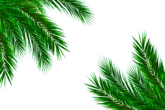 Palm leaves leaf frame design on white background