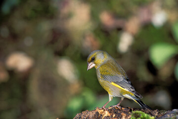 Greenfinch (Chloris chloris) Verdone comune