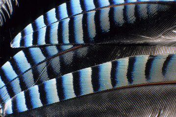 Jay feather
