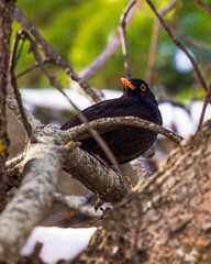 pajaro negro entre ramas  
