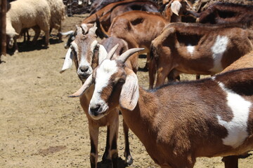 Fields with animals and crops in northwest Argentina