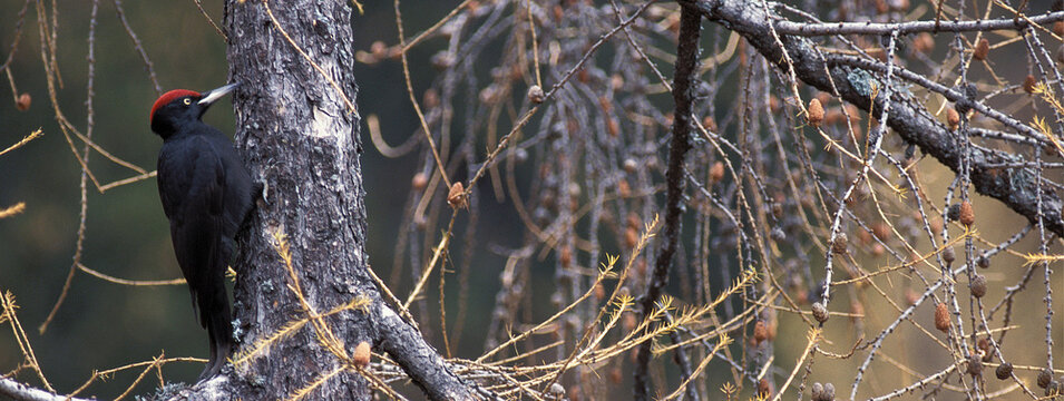 Black woodpecker (Dryocopus martius) Picchio nero, Banner