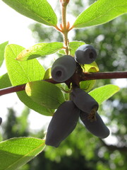 Ciemnobłękitne owoce jagody kamczackiej wiszące na gałązce