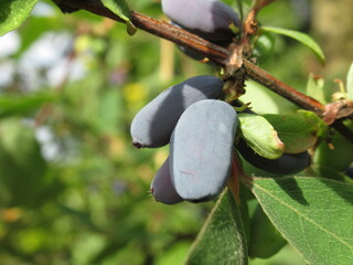 Ciemnobłękitne owoce jagody kamczackiej wiszące na gałązce