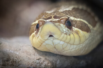Close-up View of Western Hognose Snake on Rocky Surface