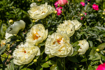 Paeonia, peony Lemon Chiffon blooms in the garden in summer