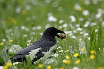 bird eating a wallnut