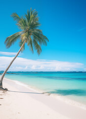 beach with coconut trees