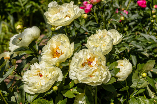Paeonia, peony Lemon Chiffon blooms in the garden in summer