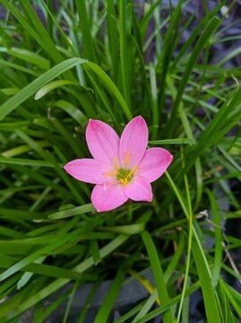 pink rain lily (zephyranthes minuta)