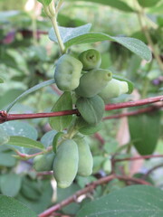 Zbliżenie na zielone owoce rośliny z gatunku lonicera caerulea var. kamtschatica - obrazy, fototapety, plakaty