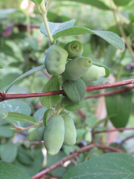 Zbliżenie na zielone owoce rośliny z gatunku lonicera caerulea var. kamtschatica