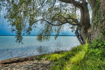 Old gnarled tree on the shores of Lake Constance with turquoise water and approaching thunderclouds.